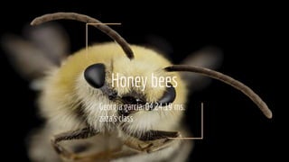 Honey bees
Georgia garcia, 04.24.19 ms.
zaza’s class
 