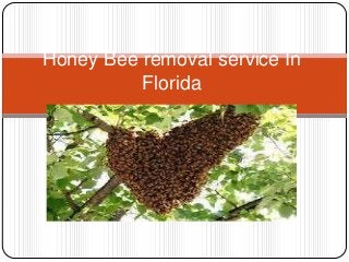 Honey Bee removal service In
Florida
 