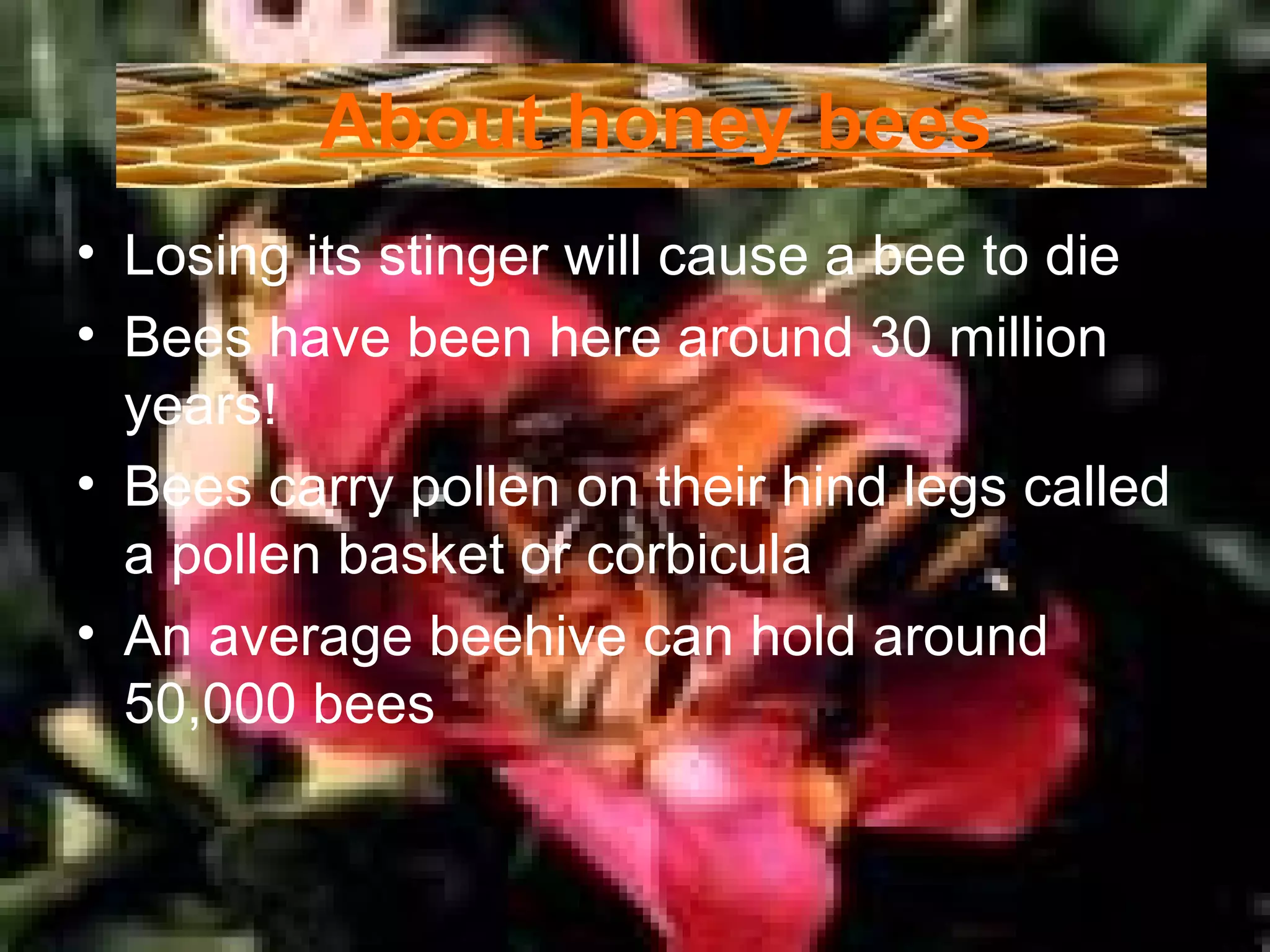 About honey bees Losing its stinger will cause a bee to die  Bees have been here around 30 million years!  Bees carry pollen on their hind legs called a pollen basket or corbicula  An average beehive can hold around 50,000 bees  