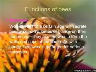 Functions of bees Beeswax: Worker bees of a certain age will secrete beeswax from a series of glands on their abdomens. They use the wax to form the walls and caps of the comb. As with honey, beeswax is gathered for various purposes. 