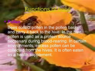 Functions of bees Pollen Bees collect pollen in the pollen basket and carry it back to the hive. In the hive, pollen is used as a protein source necessary during brood-rearing. In certain environments, excess pollen can be collected from the hives. It is often eaten as a health supplement. 