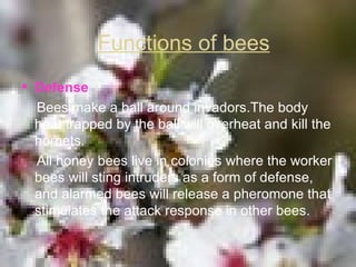 Functions of bees Defense Bees make a ball around invadors.The body heat trapped by the ball will overheat and kill the hornets. All honey bees live in colonies where the worker bees will sting intruders as a form of defense, and alarmed bees will release a pheromone that stimulates the attack response in other bees.   