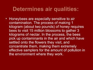 Determines air qualities:   Honeybees are especially sensitive to air contamination. The process of making 1 kilogram (about two pounds) of honey requires bees to visit 15 million blossoms to gather 3 kilograms of nectar. In the process, the bees pick up contaminants in the air and which have settled onto the flowers they visit, and concentrate them, making them extremely effective samplers for the amount of pollution in the environment where they work.  