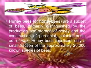 Bees Honey bees  (or  honeybees ) are a subset of bees, primarily distinguished by the production and storage of honey and the construction of perennial, colonial nests out of wax. Honey bees represent only a small fraction of the approximately 20,000 known species of bees.   
