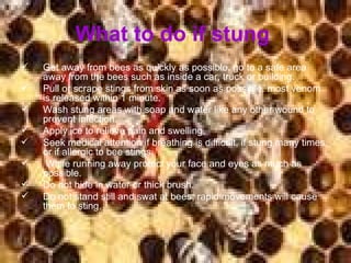 What to do if stung   Get away from bees as quickly as possible. go to a safe area away from the bees such as inside a car, truck or building.  Pull or scrape stings from skin as soon as possible. most venom is released within 1 minute.  Wash stung areas with soap and water like any other wound to prevent infection.  Apply ice to relieve pain and swelling.  Seek medical attention if breathing is difficult, if stung many times, or if allergic to bee stings. While running away protect your face and eyes as much as possible.  Do not hide in water or thick brush.  Do not stand still and swat at bees; rapid movements will cause them to sting.  