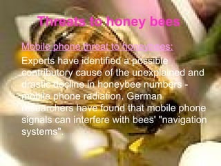 Threats to honey bees   Mobile phone threat to honeybees: Experts have identified a possible contributory cause of the unexplained and drastic decline in honeybee numbers - mobile phone radiation. German researchers have found that mobile phone signals can interfere with bees' "navigation systems". 