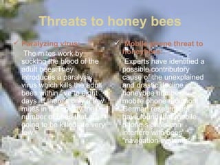 Threats to honey bees Paralyzing virus: The mites work by sucking the blood of the adult bees.They introduces a paralysis virus which kills the adult bees within five to eight days. If there's only a few mites in the colony the number of bees that are going to be killed are very few.  Mobile phone threat to honeybees: Experts have identified a possible contributory cause of the unexplained and drastic decline in honeybee numbers - mobile phone radiation. German researchers have found that mobile phone signals can interfere with bees' "navigation systems". 