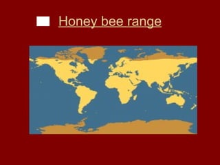 Honey bee range 
