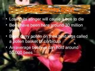 About honey bees Losing its stinger will cause a bee to die  Bees have been here around 30 million years!  Bees carry pollen on their hind legs called a pollen basket or corbicula  An average beehive can hold around 50,000 bees  