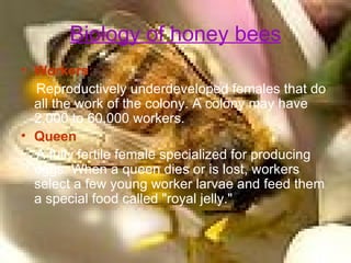 Biology of honey bees Workers :   Reproductively underdeveloped females that do all the work of the colony. A colony may have 2,000 to 60,000 workers.  Queen   A fully fertile female specialized for producing eggs. When a queen dies or is lost, workers select a few young worker larvae and feed them a special food called "royal jelly."  
