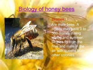 Biology of honey bees Drones   Are male bees. A colony may have 0 to 500 drones during spring and summer. Drones fly from the hive and mate in the air with queens from other colonies. 