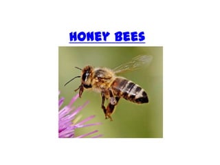 Honey Bees
 