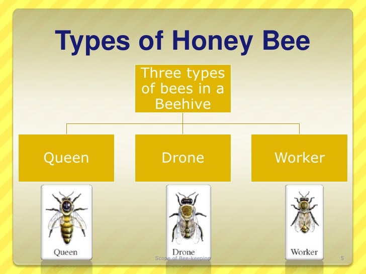 Are there different types of honey bees?