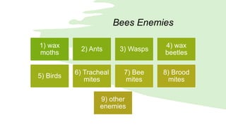 Bees Enemies
1) wax
moths
2) Ants 3) Wasps
4) wax
beetles
5) Birds
6) Tracheal
mites
7) Bee
mites
8) Brood
mites
9) other
enemies
 