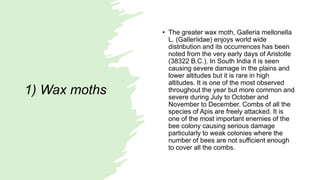 1) Wax moths
• The greater wax moth, Galleria mellonella
L. (Galleriidae) enjoys world wide
distribution and its occurrences has been
noted from the very early days of Aristotle
(38322 B.C.). In South India it is seen
causing severe damage in the plains and
lower altitudes but it is rare in high
altitudes. It is one of the most observed
throughout the year but more common and
severe during July to October and
November to December. Combs of all the
species of Apis are freely attacked. It is
one of the most important enemies of the
bee colony causing serious damage
particularly to weak colonies where the
number of bees are not sufficient enough
to cover all the combs.
 
