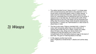 3) Wasps
• The yellow banded hornet, Vespa cincta F., is a large wasp
with a broad transverse yield band on the abdomen. It is a
social insect constructing papery nests in hollow spaces. It
waits area the entrance of the hive, catches bees as they
come out, macerates them for feeding the juice to its young. It
captures bee in the field also. By reducing the width of the
alighting board of the hive, the wasps can be prevented from
sitting near the entrance Wasp nests should be destroyed by
burning them. V. tropica vat, haemotoides B. is also known to
attack bees in India.
• The bee hunter wasp, Palarus orientalis Kohl., is black in
colour with transverse yellow lines on the abdomen. It
catches bees while they are on flight. A wasp can collect
about 20 bees a day, stings and carries them to its
underground nest and places one in each of the
compartments of the nest before laying an egg on the back of
each bee. The grub on hatching feeds on the bee.
• In hilly regions another bee hunter
wasp, Phyllanthus ramakrishnae T. attacks and carries away
bees.
 