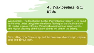 4 ) Wax beetles & 5)
Birds
Wax beetles:- The tenebrionid beetle, Platybolium alvearium B., is found
in the hives under unhygienic conditions feeding on the debris and on
old combs in weak colonies. Periodical examination of empty combs
and regular cleaning of the bottom boards will control the enemy.
Birds :- King crow Dicrucus sp. and the bee cavers Merops spp. capture
bees and devour them.
 