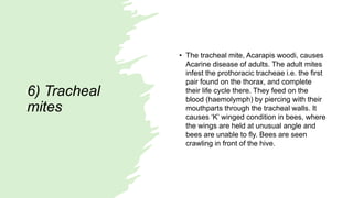 6) Tracheal
mites
• The tracheal mite, Acarapis woodi, causes
Acarine disease of adults. The adult mites
infest the prothoracic tracheae i.e. the first
pair found on the thorax, and complete
their life cycle there. They feed on the
blood (haemolymph) by piercing with their
mouthparts through the tracheal walls. It
causes ‘K’ winged condition in bees, where
the wings are held at unusual angle and
bees are unable to fly. Bees are seen
crawling in front of the hive.
 
