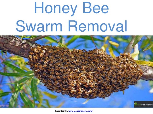 Honey Bee Swarm Removal