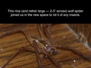 This nice (and rather large — 2-3” across) wolf spider
joined us in the new space to rid it of any insects.
 