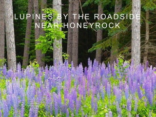 L U P I N E S B Y T H E R O A D S I D E
N E A R H O N E Y R O C K
 
