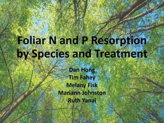 Foliar N and P Resorption
by Species and Treatment
Dan Hong
Tim Fahey
Melany Fisk
Mariann Johnston
Ruth Yanai
 