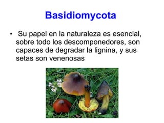 Basidiomycota   Su papel en la naturaleza es esencial, sobre todo los descomponedores, son capaces de degradar la lignina, y sus setas son venenosas  