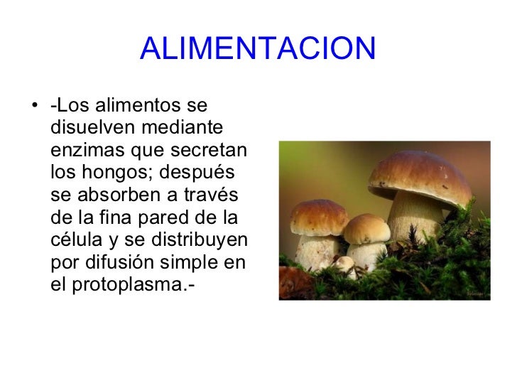 El hongo de las uñas la medicina barata
