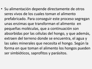 Su alimentación depende directamente de otros seres vivos de los cuales toman el alimento prefabricado. Para conseguir este proceso segregan unas enzimas que transforman el alimento  en pequeñas moléculas, que a continuación son absorbidas por las células del hongo, y que además, extraen del terreno donde se encuentra, el agua y las sales minerales que necesita el hongo. Según la forma en que toman el alimento los hongos pueden ser simbióticos, saprofitos y parásitos.