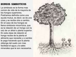 HONGOS  SIMBIOTICOSLa simbiosis es la forma mas común de vida de la mayoría de los hongos superiores. Podríamos definirla como una ayuda mutua, es decir, se da una cosa y se recibe otra a cambio. En el caso de los hongos se llama simbiosis micorrízica, que es la relación de un hongo con la raíz de un árbol o planta superior. En esta clase de relación el hongo recibe de la planta el alimento que necesita y a cambio le paga haciendo que la planta obtenga del suelo con mas facilidad el agua y la sales minerales que le son necesarios.