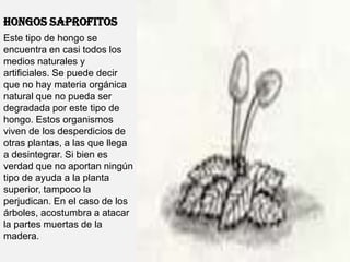 HONGOS SAPROFITOSEste tipo de hongo se encuentra en casi todos los medios naturales y artificiales. Se puede decir que no hay materia orgánica natural que no pueda ser degradada por este tipo de hongo. Estos organismos viven de los desperdicios de otras plantas, a las que llega a desintegrar. Si bien es verdad que no aportan ningún tipo de ayuda a la planta superior, tampoco la perjudican. En el caso de los árboles, acostumbra a atacar la partes muertas de la madera.