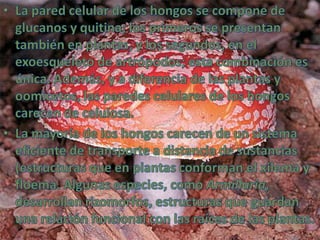 La pared celular de los hongos se compone de glucanos y quitina; los primeros se presentan también en plantas, y los segundos, en el exoesqueleto de artrópodos; esta combinación es única. Además, y a diferencia de las plantas y oomicetos, las paredes celulares de los hongos carecen de celulosa.La mayoría de los hongos carecen de un sistema eficiente de transporte a distancia de sustancias (estructuras que en plantas conforman el xilema y floema. Algunas especies, como Armillaria, desarrollan rizomorfos, estructuras que guardan una relación funcional con las raíces de las plantas.