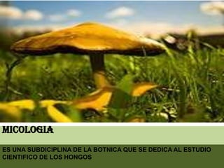 MICOLOGIA ES UNA SUBDICIPLINA DE LA BOTNICA QUE SE DEDICA AL ESTUDIO CIENTIFICO DE LOS HONGOS 