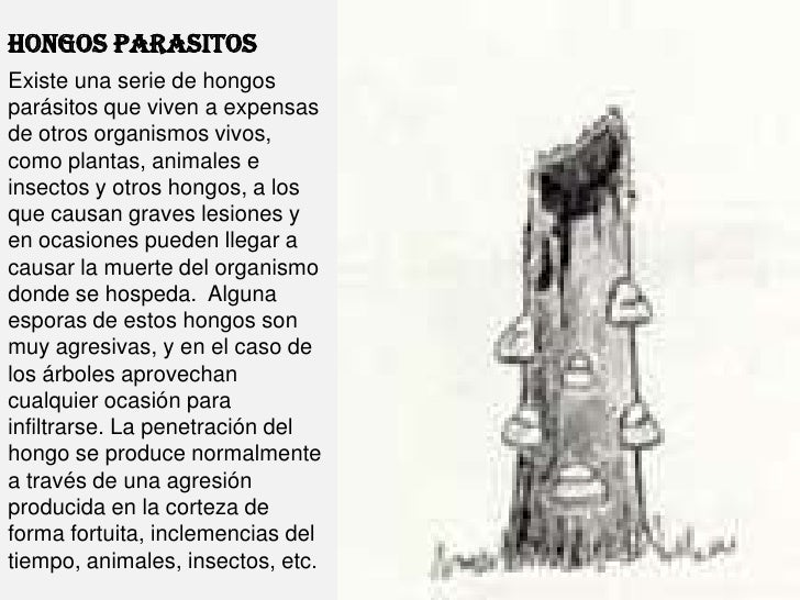 La bilirrubina subida y las lamblias