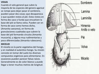 VOLVACuando el velo general que cubre la mayoría de las especies del genero agarical se rompe para dejar pasar el sombrero, pueden pasar dos cosas; que desaparezca  o que queden restos al pié. Estos restos en forma des saco o funda que envuelven la base del pié se llama volva. Pueden ser en forma de saco como hemos dicho, (Amanita caesarea), en forma de granulaciones cuadradas que cubren la base del pié formando círculos (Amanita muscaria), y alguna muy rudimentarias y poco diferenciadas (Amanita rubescens). MICELIOEl micelio es la parte vegetativa del hongo, y en realidad el autentico hongo. Su misión consiste en tomar del suelo los diversos compuestos orgánicos para alimentarse. En ocasiones pueden parecer falsas raíces.  Generalmente es de color blanco y puede llegar a tener muchos metros de longitud.