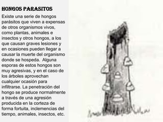 HONGOS PARASITOSExiste una serie de hongos parásitos que viven a expensas de otros organismos vivos, como plantas, animales e insectos y otros hongos, a los que causan graves lesiones y en ocasiones pueden llegar a causar la muerte del organismo donde se hospeda.  Alguna esporas de estos hongos son muy agresivas, y en el caso de los árboles aprovechan cualquier ocasión para infiltrarse. La penetración del hongo se produce normalmente a través de una agresión producida en la corteza de forma fortuita, inclemencias del tiempo, animales, insectos, etc.