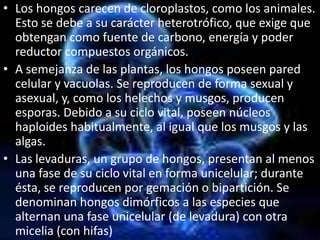 Los hongos carecen de cloroplastos, como los animales. Esto se debe a su carácter heterotrófico, que exige que obtengan como fuente de carbono, energía y poder reductor compuestos orgánicos.A semejanza de las plantas, los hongos poseen pared celular y vacuolas. Se reproducen de forma sexual y asexual, y, como los helechos y musgos, producen esporas. Debido a su ciclo vital, poseen núcleos haploides habitualmente, al igual que los musgos y las algas.Las levaduras, un grupo de hongos, presentan al menos una fase de su ciclo vital en forma unicelular; durante ésta, se reproducen por gemación o bipartición. Se denominan hongos dimórficos a las especies que alternan una fase unicelular (de levadura) con otra micelia (con hifas)