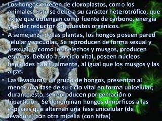 Los hongos carecen de cloroplastos, como los animales. Esto se debe a su carácter heterotrófico, que exige que obtengan como fuente de carbono, energía y poder reductor compuestos orgánicos.A semejanza de las plantas, los hongos poseen pared celular y vacuolas. Se reproducen de forma sexual y asexual, y, como los helechos y musgos, producen esporas. Debido a su ciclo vital, poseen núcleos haploides habitualmente, al igual que los musgos y las algas.Las levaduras, un grupo de hongos, presentan al menos una fase de su ciclo vital en forma unicelular; durante ésta, se reproducen por gemación o bipartición. Se denominan hongos dimórficos a las especies que alternan una fase unicelular (de levadura) con otra micelia (con hifas)