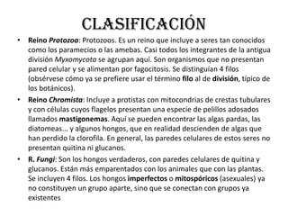 clasificaciónReino Protozoa: Protozoos. Es un reino que incluye a seres tan conocidos como los paramecios o las amebas. Casi todos los integrantes de la antigua división Myxomycota se agrupan aquí. Son organismos que no presentan pared celular y se alimentan por fagocitosis. Se distinguían 4 filos (obsérvese cómo ya se prefiere usar el término filo al de división, típico de los botánicos). Reino Chromista: Incluye a protistas con mitocondrias de crestas tubulares y con células cuyos flagelos presentan una especie de pelillos adosados llamados mastigonemas. Aquí se pueden encontrar las algas pardas, las diatomeas... y algunos hongos, que en realidad descienden de algas que han perdido la clorofila. En general, las paredes celulares de estos seres no presentan quitina ni glucanos.R. Fungi: Son los hongos verdaderos, con paredes celulares de quitina y glucanos. Están más emparentados con los animales que con las plantas. Se incluyen 4 filos. Los hongos imperfectos o mitospóricos (asexuales) ya no constituyen un grupo aparte, sino que se conectan con grupos ya existentes