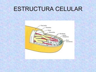 ESTRUCTURA CELULAR 