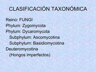 CLASIFICACIÓN TAXONÓMICA Reino: FUNGI Phylum: Zygomycota Phylum: Dycaromycota Subphylum: Ascomycotina  Subphylum: Basidiomycotina Deuteromycotina (Hongos imperfectos) 