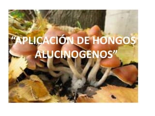 “APLICACIÓN DE HONGOS
     ALUCINOGENOS”
 
