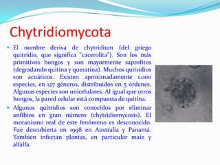 Chytridiomycota
 El nombre deriva de chytridium (del griego
  quitridio, que significa "cacerolita"). Son los más
  primitivos hongos y son mayormente saprofitos
  (degradando quitina y queratina). Muchos quitridios
  son acuáticos. Existen aproximadamente 1.000
  especies, en 127 géneros, distribuidos en 5 órdenes.
  Algunas especies son unicelulares. Al igual que otros
  hongos, la pared celular está compuesta de quitina.
 Algunos quitridios son conocidos por eliminar
  anfibios en gran número (chytridiomycosis). El
  mecanismo real de este fenómeno es desconocido.
  Fue descubierta en 1998 en Australia y Panamá.
  También infectan plantas, en particular maíz y
  alfalfa.
 