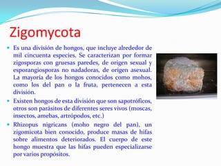 Zigomycota
 Es una división de hongos, que incluye alrededor de
  mil cincuenta especies. Se caracterizan por formar
  zigosporas con gruesas paredes, de origen sexual y
  esporangiosporas no nadadoras, de origen asexual.
  La mayoría de los hongos conocidos como mohos,
  como los del pan o la fruta, pertenecen a esta
  división.
 Existen hongos de esta división que son sapotróficos,
  otros son parásitos de diferentes seres vivos (moscas,
  insectos, amebas, artrópodos, etc.)
 Rhizopus nigricans (moho negro del pan), un
  zigomicota bien conocido, produce masas de hifas
  sobre alimentos deteriorados. El cuerpo de este
  hongo muestra que las hifas pueden especializarse
  por varios propósitos.
 