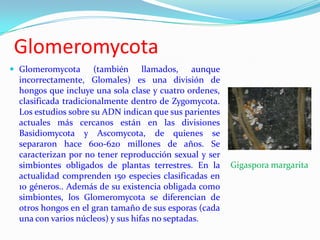 Glomeromycota
 Glomeromycota       (también llamados, aunque
  incorrectamente, Glomales) es una división de
  hongos que incluye una sola clase y cuatro ordenes,
  clasificada tradicionalmente dentro de Zygomycota.
  Los estudios sobre su ADN indican que sus parientes
  actuales más cercanos están en las divisiones
  Basidiomycota y Ascomycota, de quienes se
  separaron hace 600-620 millones de años. Se
  caracterizan por no tener reproducción sexual y ser
  simbiontes obligados de plantas terrestres. En la     Gigaspora margarita
  actualidad comprenden 150 especies clasificadas en
  10 géneros.. Además de su existencia obligada como
  simbiontes, los Glomeromycota se diferencian de
  otros hongos en el gran tamaño de sus esporas (cada
  una con varios núcleos) y sus hifas no septadas.
 