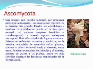 Ascomycota
 Son hongos con micelio tabicado que producen
  ascosporas endógenas. Hay unas 64.000 especies. Es
  la división más grande. Pueden ser unicelulares y
  talófitos. La reproducción puede ser de dos tipos:
  asexual, por esporas exógenas (conidios o
  conidioesporas), y sexual, esporas endógenas
  (ascospora).Han sido aislados de lugares extremos.
  Existen en ambientes terrestres y acuáticos, en la
  madera, materiales de queratina (uñas, plumas,
  cuernos y pelos), estiércol, suelo y alimento, entre
  otros. Pueden ser parásitos de animales y el hombre,
  además de atacar a las plantas. Entre los más          Helvella crispa
  sencillos destacan las levaduras responsables de la
  fermentación.
 