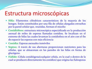 Estructura microscópicas
 Hifa: Filamentos cilíndricos característicos de la mayoría de los
    hongos. Están constituidos por una fila de células alargadas envueltas
    por la pared celular que, reunidas, forman el micelio
   Conidióforo: estructura microscópica especializada en la producción
    asexual de miles de esporas llamadas conidios. Se localizan en el
    extremo de hifas las cuales levantan la conidiofora en el aire con el fin
    de esparcir las esporas con más eficiencia
   Conidia: Esporas asexuales inmóviles
   Septos: A través de sus aberturas proporcionan nutrientes para las
    células, que se almacenan en las paredes de las hifas en forma de
    glucógeno.
   Fiálide: Célula conidiógena(cualquier célula, en la cual o dentro de la
    cual se producen directamente los conidios) que origina las fialosporas
 