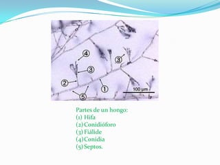 Partes de un hongo:
(1) Hifa
(2) Conidióforo
(3) Fiálide
(4)Conidia
(5) Septos.
 