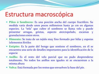 Estructura macroscópica
 Pileo ó Sombrero: Es una porción ancha del cuerpo fructífero. Su
    medida varía desde unos pocos milímetros hasta 30 cm en algunas
    especies. La “tela” que cubre el sombrero se llama velo y puede
    presentar arrugas, grietas, aspecto aterciopelado, escamas y
    granulaciones entre otros.
   Himenio: Se trata de un tejido muy fino formado por hifas y esporas
    (elementos fértiles
   Estípite: Es la parte del hongo que sostiene el sombrero, en él se
    encuentra una serie de detalles importantes para la identificación de la
    especie
   Anillo: Es el resto del velo parcial que no pudo desprenderse
    totalmente. No todos los anillos son iguales ni se encuentran a la
    misma altura
   Volva: Está formada por los restos que envuelven la base del pie.
 