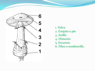 1. Volva
2. Estípite o pie
3. Anillo
4. Himenio
5. Escamas
6. Píleo o sombrerillo.
 
